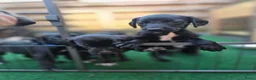 Kruising honden te koop: Prachtige Labradoodle x Dalmatiër puppy's! - Advertentie 5
