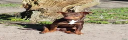 Jack Russel Terriër honden te koop: Mooie Jack Russelpups - Advertentie 5