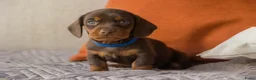 Teckel (korthaar)  honden te koop: Prachtige korthaar dwergteckel pups - Advertentie 9