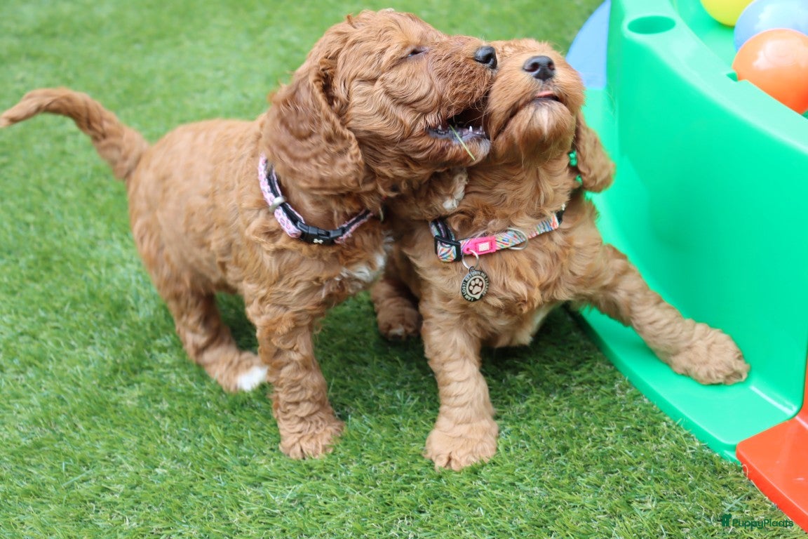 Australian Labradoodle honden te koop:  6 lieve Mini/medium Australian labradoodle pups - Advertentie 20
