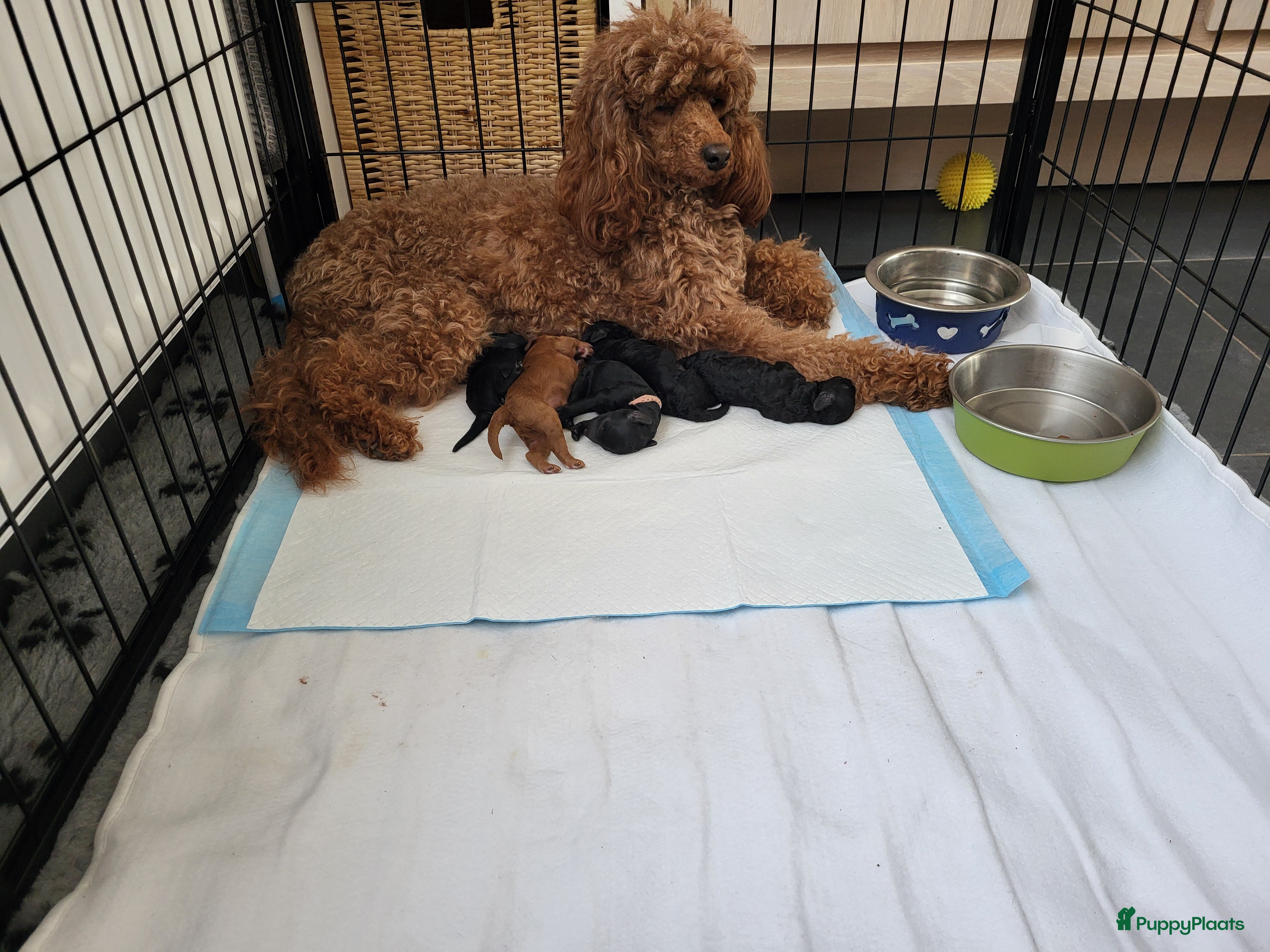 Poedel honden Middenslag poedel pups - Advertentie 1