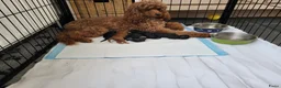 Poedel honden te koop: Middenslag poedel pups in Wernhout - Advertentie 1