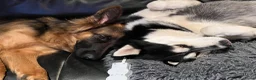 Kruising honden te koop: Gerberian shepsky’s pups in Philippine - Advertentie 4