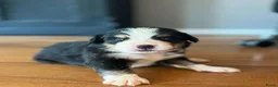 Berner Sennenhond honden te koop: Berner sennen pups - Advertentie 8