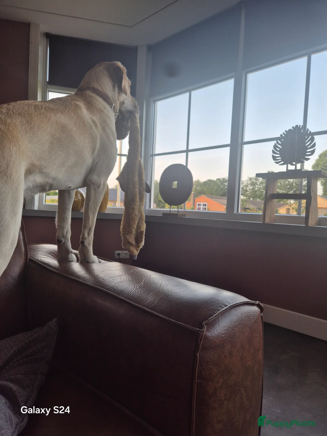 Labrador Retriever honden te koop: !!binnenkort!! labrador pups maart 2026 - Advertentie 2