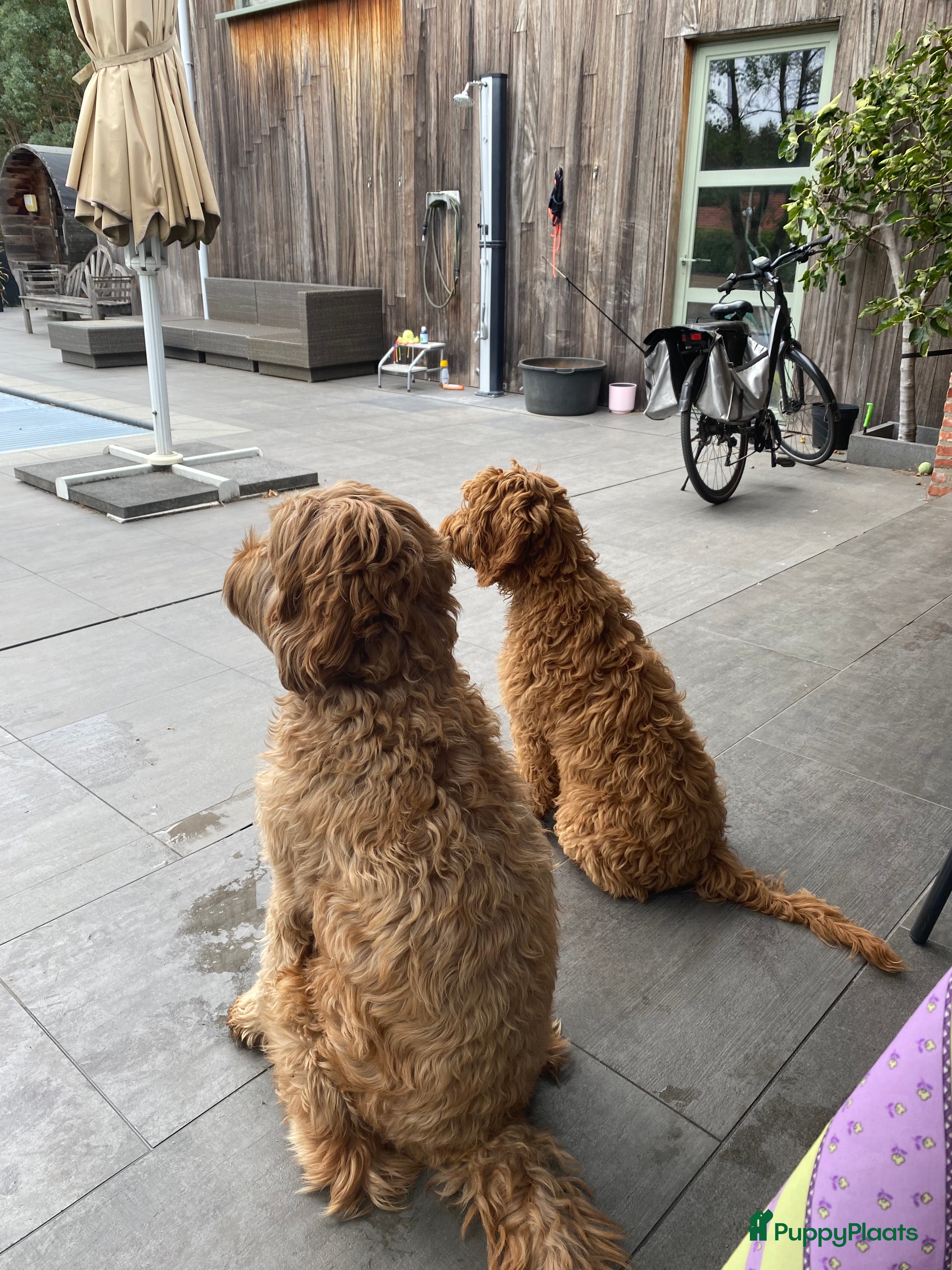Australian Labradoodle honden  8 Puppies zijn geboren 12 april 2026 - Advertentie 6