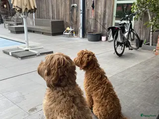 Australian Labradoodle honden 8 Puppies zijn geboren 12 april 2026 - Advertentie 6