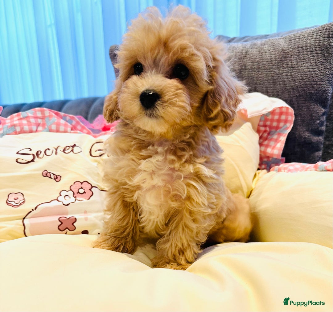 Maltipoo honden te koop: Bijzonder mooie maltipoo pups kunnen bijna weg - Advertentie 19