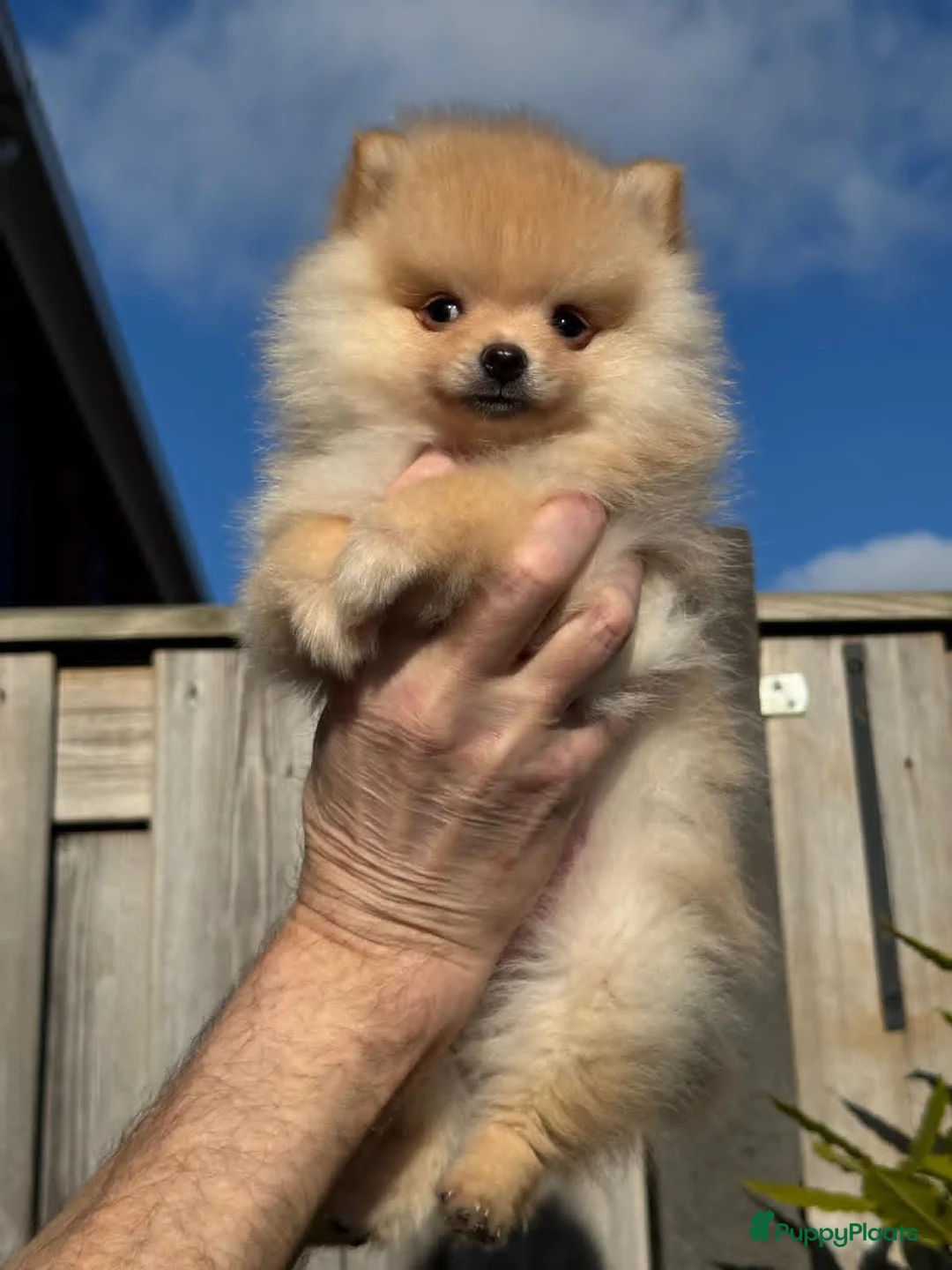 Pomeriaan honden te koop: Prachtig klein Pomeriaan puppy  - Advertentie 4