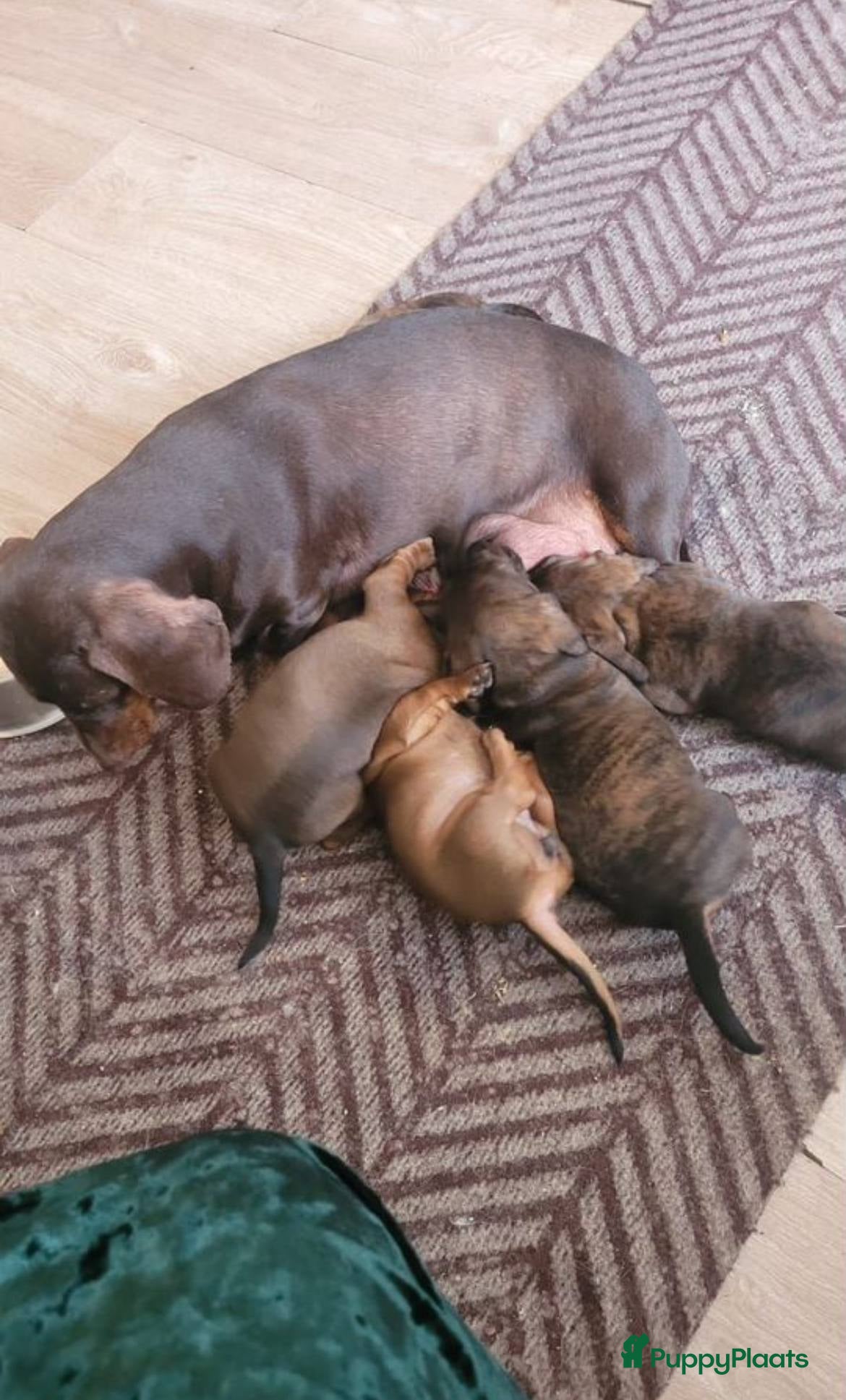 Teckel (korthaar)  honden Meerdere Teckel pups - Advertentie 3