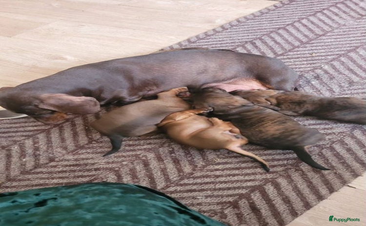 Teckel (korthaar)  honden Meerdere Teckel pups - Advertentie 7