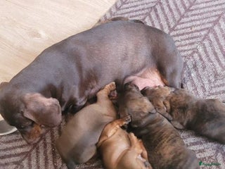 Teckel (korthaar) honden Meerdere Teckel pups - Advertentie 2