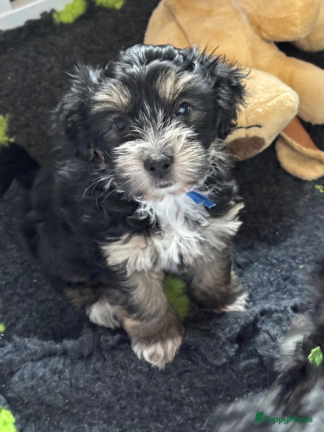 Kruising honden te koop: Superleuke en lieve pupjes.  - Advertentie 1