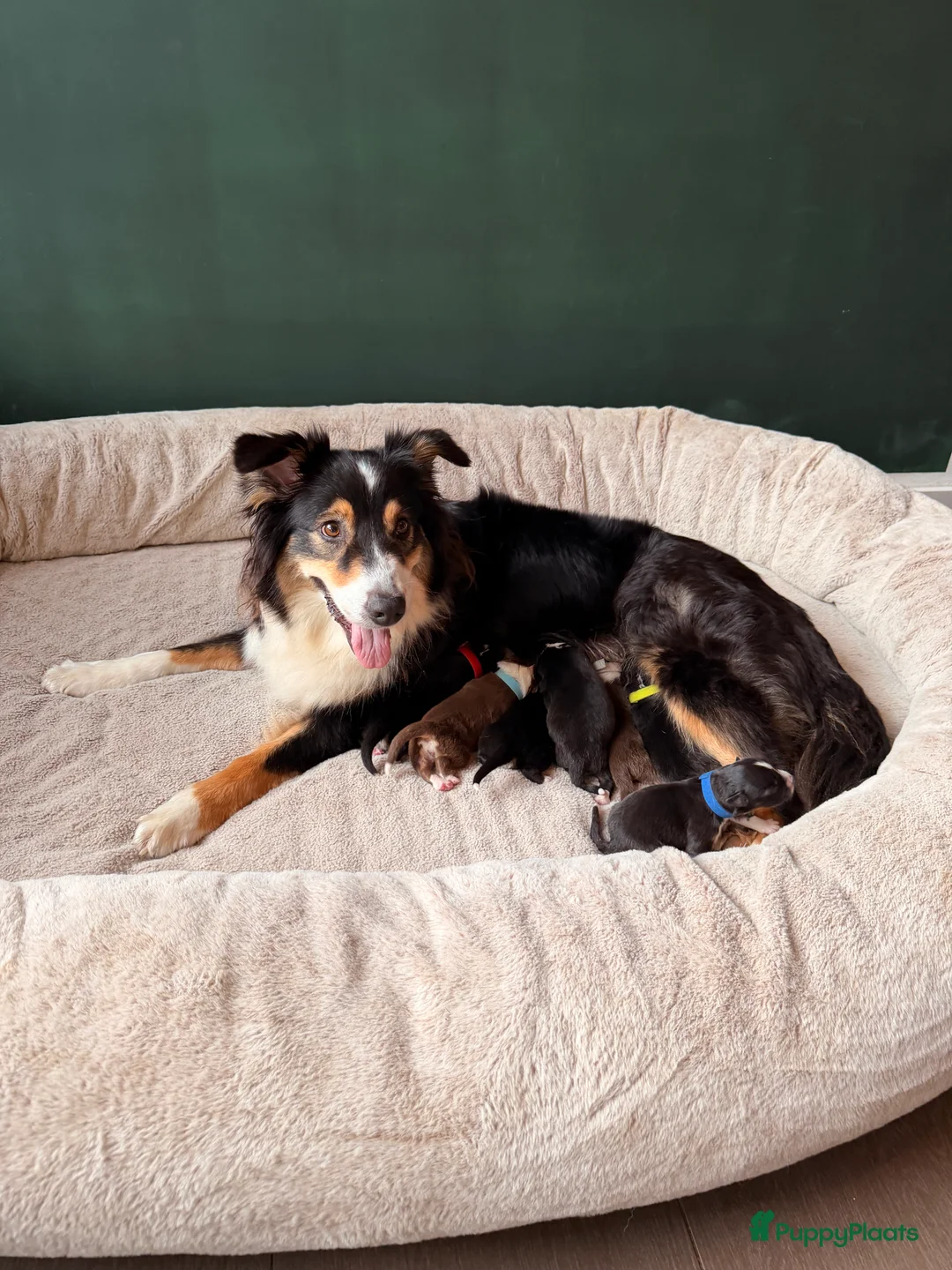 Australian Shepherd honden te koop: Australische Herder nestje  - Advertentie 1