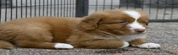 Nova Scotia Duck Tolling Retriever honden te koop: Nova Scotia Duck Tolling Retriever pups # Toller - Advertentie 7