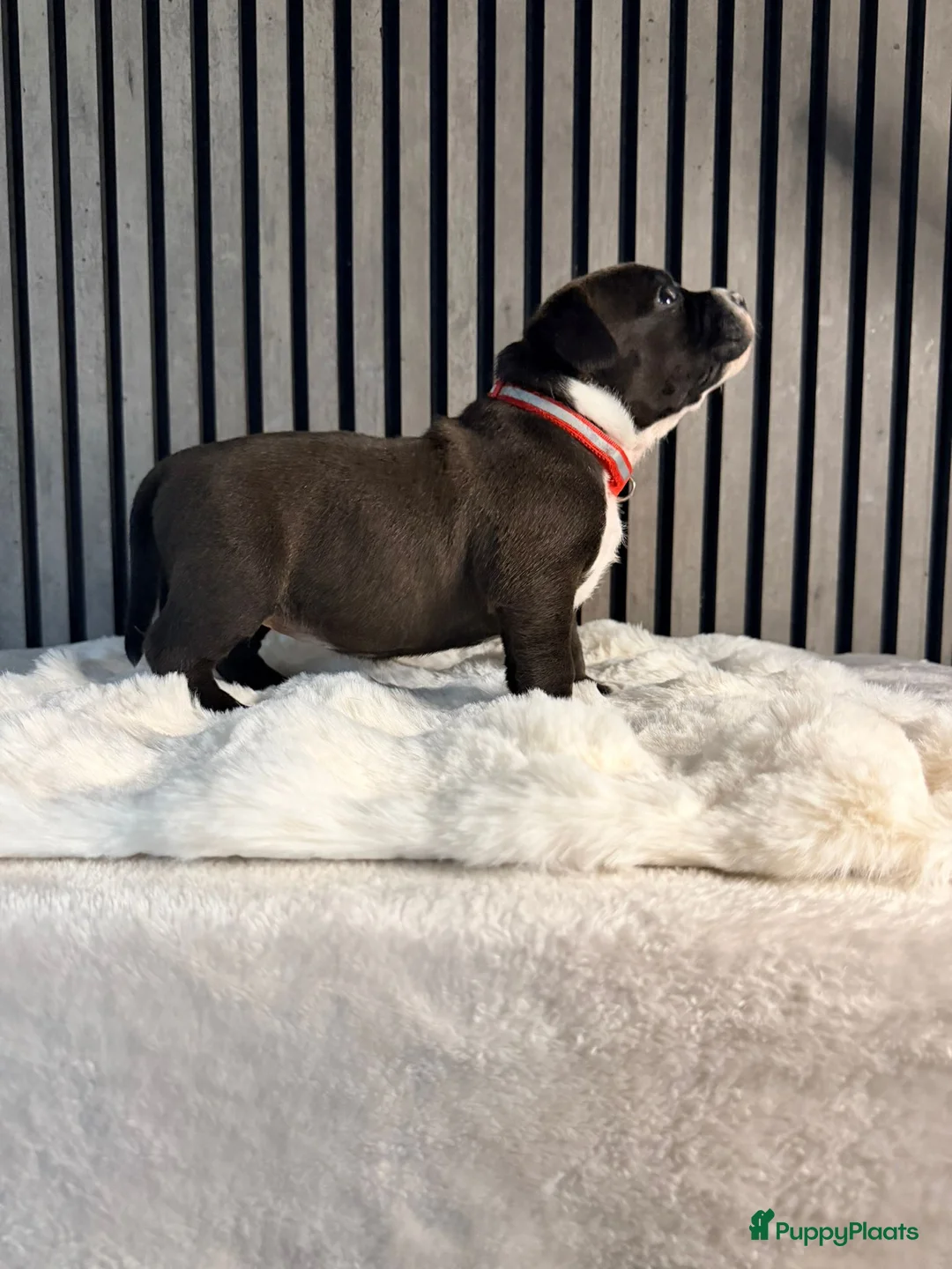 Amerikaanse Bully honden te koop: American bully xl pups  - Advertentie 3