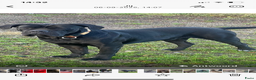 Cane Corso honden te koop: Te koop zwarte Cane corso pups met FCI stamboom  - Advertentie 13