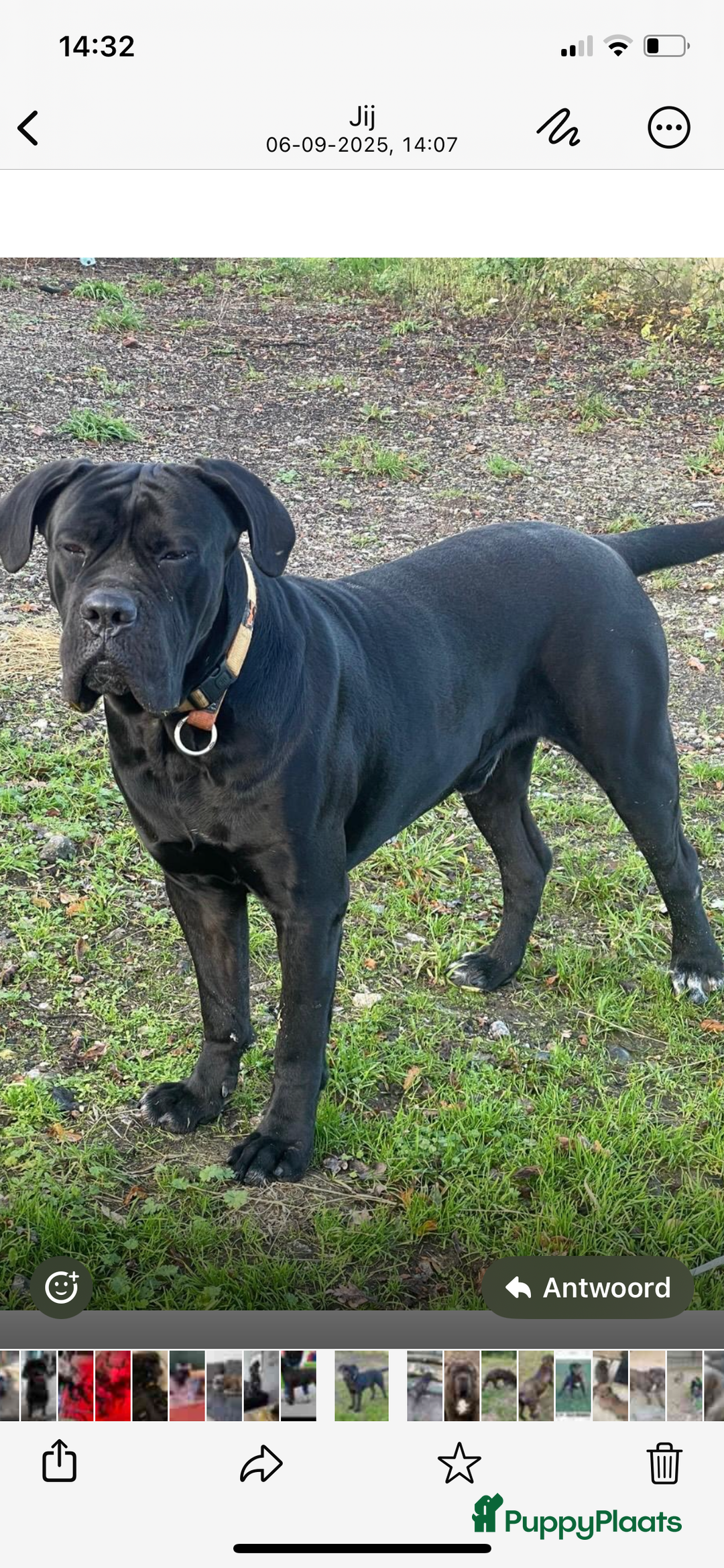 Cane Corso honden te koop: Te koop zwarte Cane corso pups met FCI stamboom  - Advertentie 13