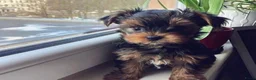 Yorkshire Terriër honden te koop: Yorkshire Terrier puppy’s in Amsterdam - Advertentie 2