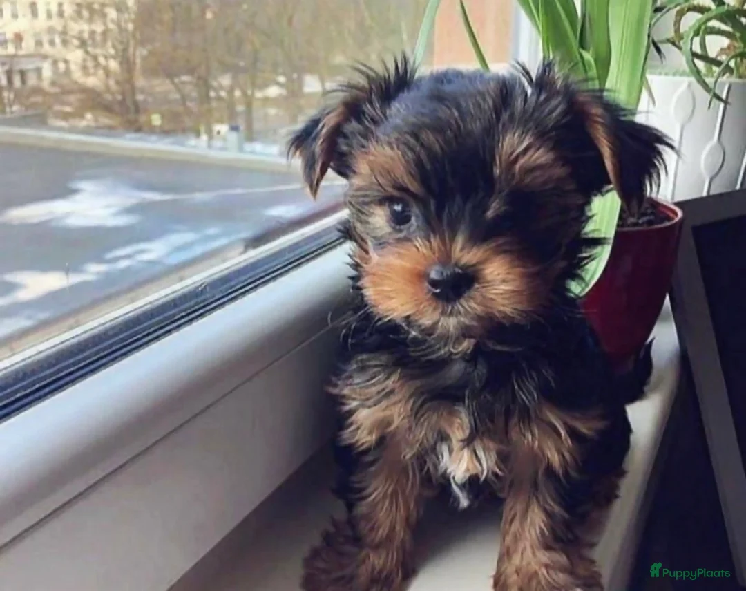 Yorkshire Terriër honden te koop: Yorkshire Terrier puppy’s in Amsterdam - Advertentie 2