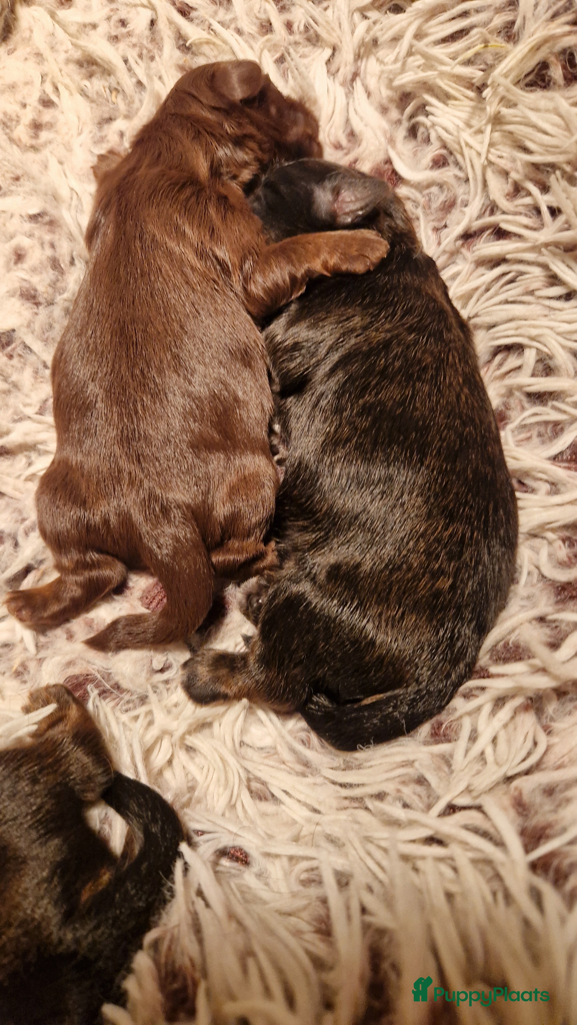 Shih Tzu honden Mooie shih tzu pups - Advertentie 2