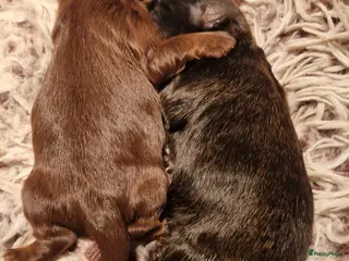 Shih Tzu honden Mooie shih tzu pups - Advertentie 2