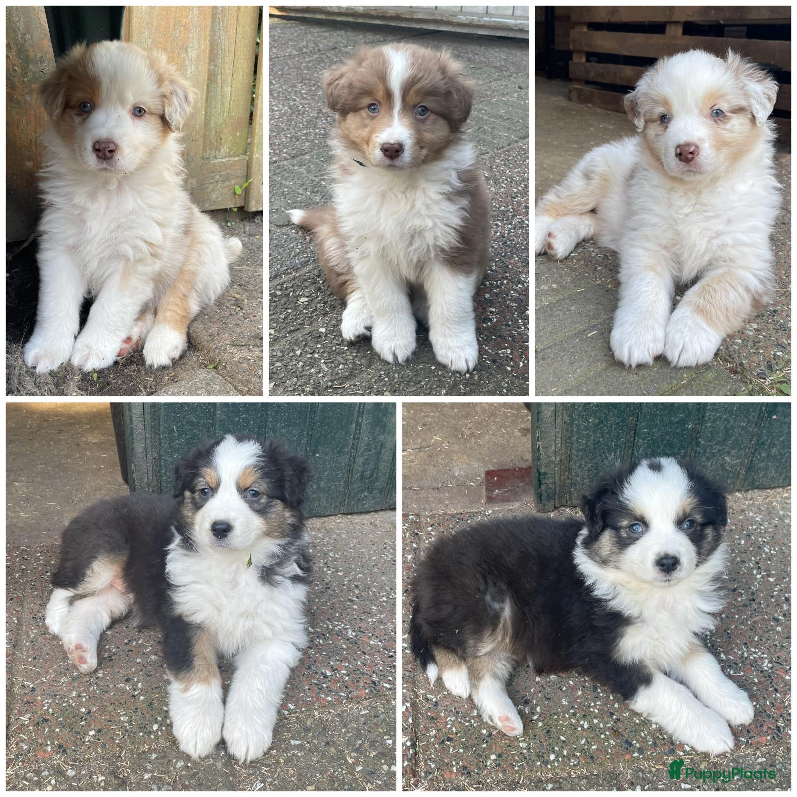 Australian Shepherd honden Super lieve Australische herder pups - Advertentie 9