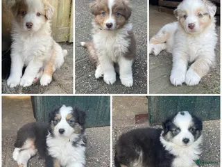Australian Shepherd honden Super lieve Australische herder pups - Advertentie 9