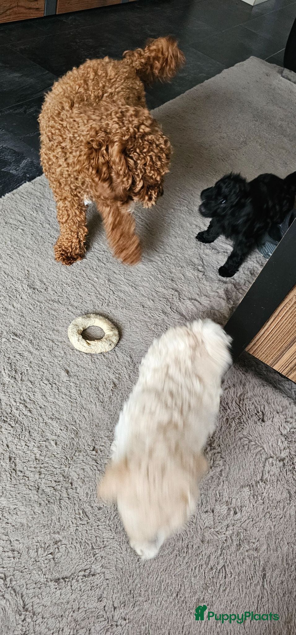 Poedel Toy honden Toypoedel pups  - Advertentie 2