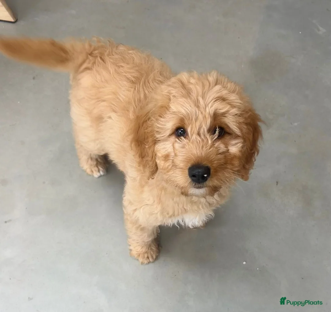 Labradoodle honden te koop: Medium Labradoodle puppy's - Advertentie 4