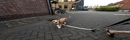Kruising honden te koop: Lieve Tala zoekt een nieuw thuis - Advertentie 5