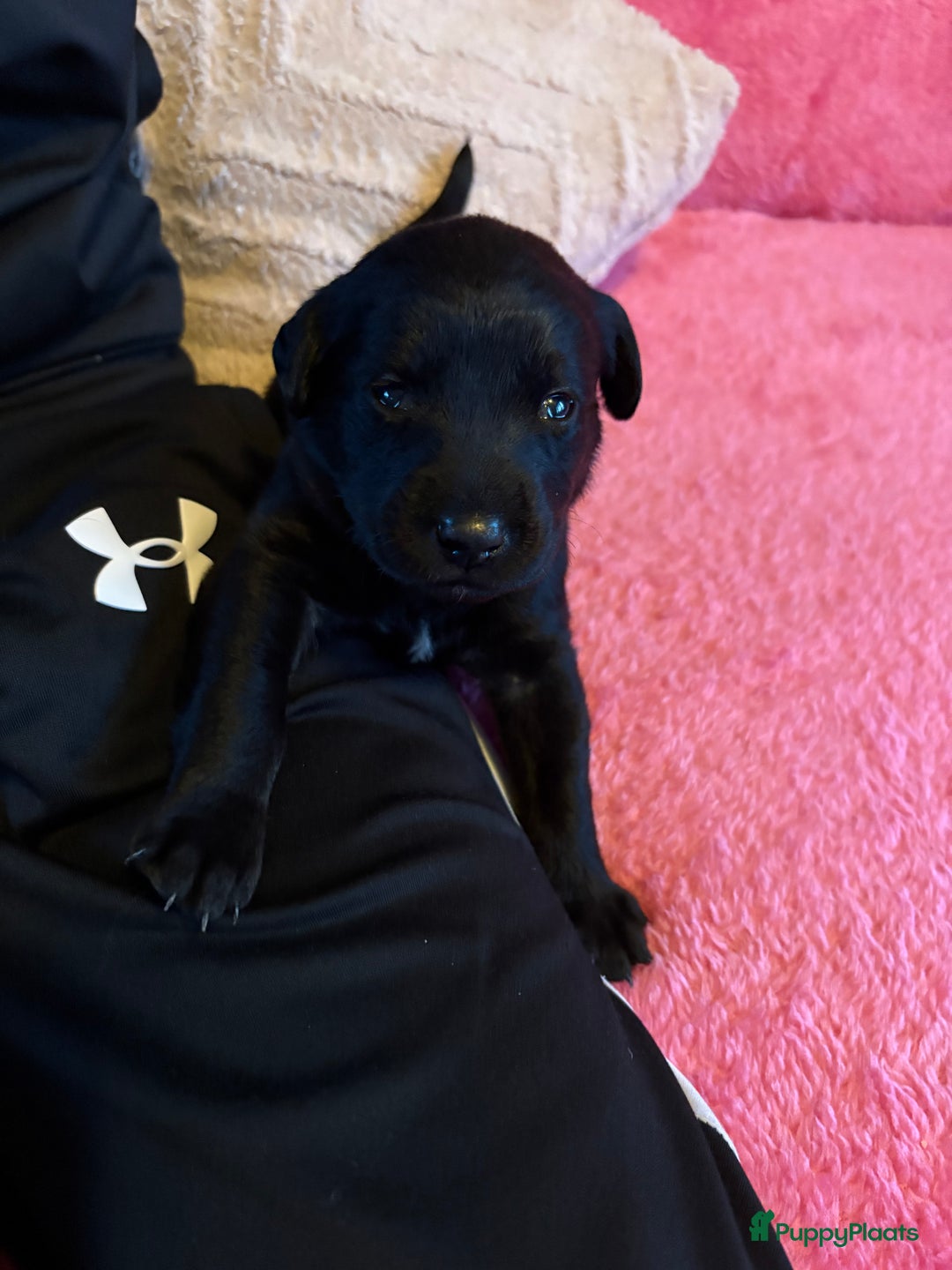 Kruising honden te koop: Labrador puppy’s - Advertentie 18