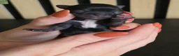 Chihuahua honden te koop: Chihuahua langhaar pups - Advertentie 8