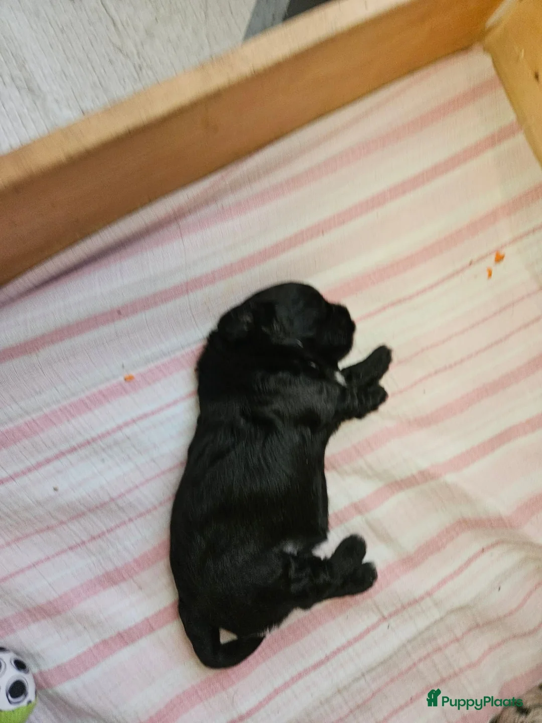 Shihpoo honden te koop: Shihpoo pup - Advertentie 2