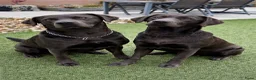 Labrador Retriever honden te koop: Labrador  charcoal  - Advertentie 2