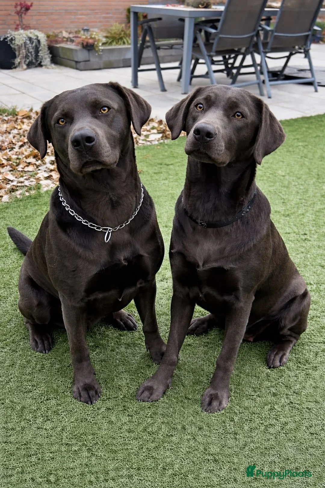 Labrador Retriever honden te koop: Labrador  charcoal  - Advertentie 2