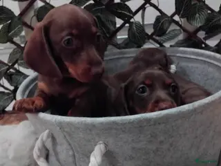 Teckel (korthaar) honden Prachtige Teckel pups op zoek naar warme nestje. - Advertentie 13