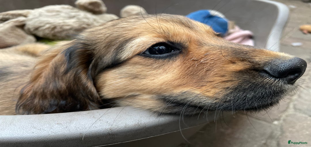 Galerij afbeelding {{count}}