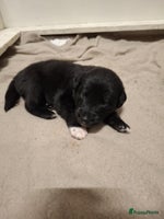 Kruising honden Labrador/golden retriever/border collie pups - Advertentie 2