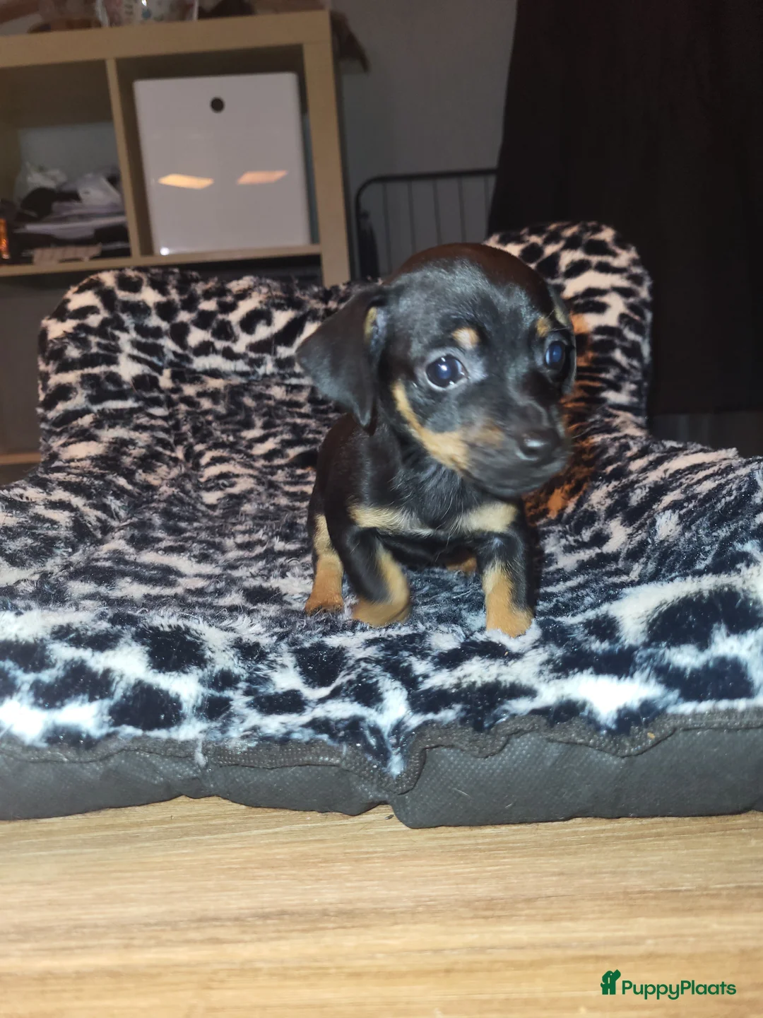 Jack Russel Terriër honden te koop: mini jackrussel pups - Advertentie 2