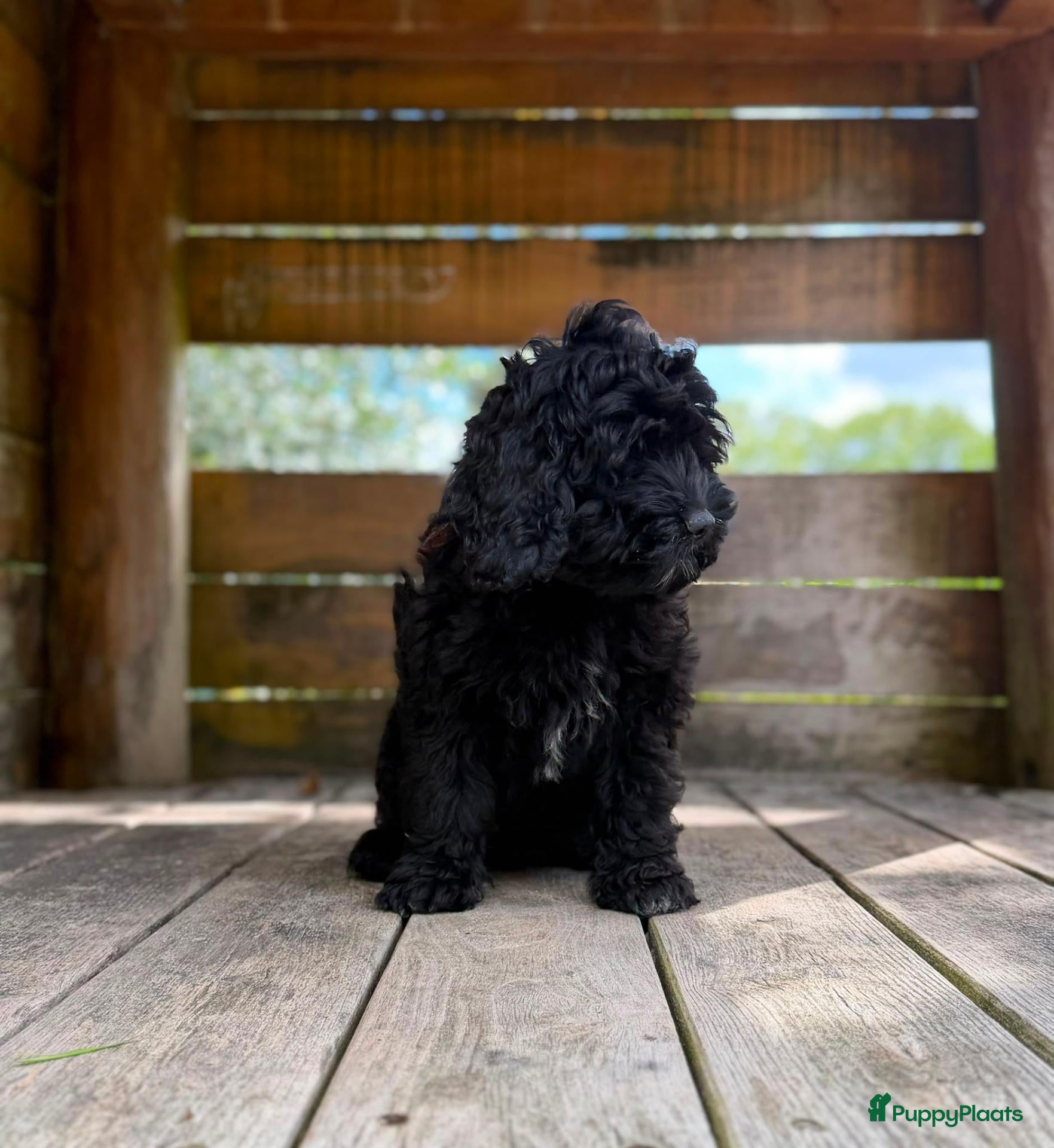 Cockapoo honden Amerikaanse Cockapoo pups - Advertentie 3