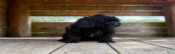 Cockapoo honden te koop: Amerikaanse Cockapoo pups - Advertentie 1