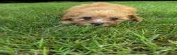 Maltipoo honden te koop: Schattige maltipoo pups - Advertentie 5