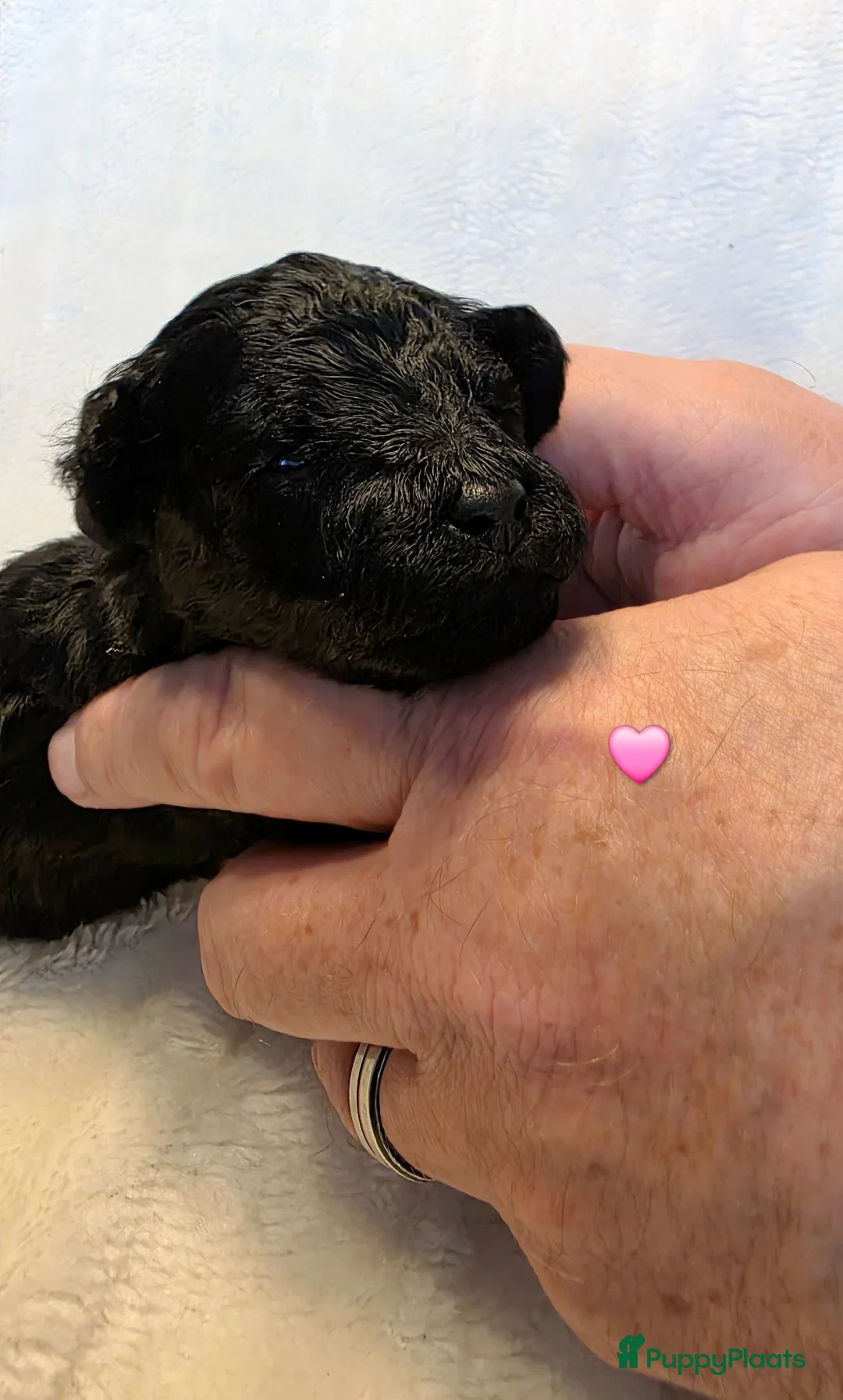 Dwergpoedel honden te koop: Diva heeft mooie 5 Phanton pups gekregen  - Advertentie 1