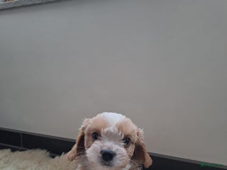 Cavapoo honden Leuke Cavapoo pups! - Advertentie 1