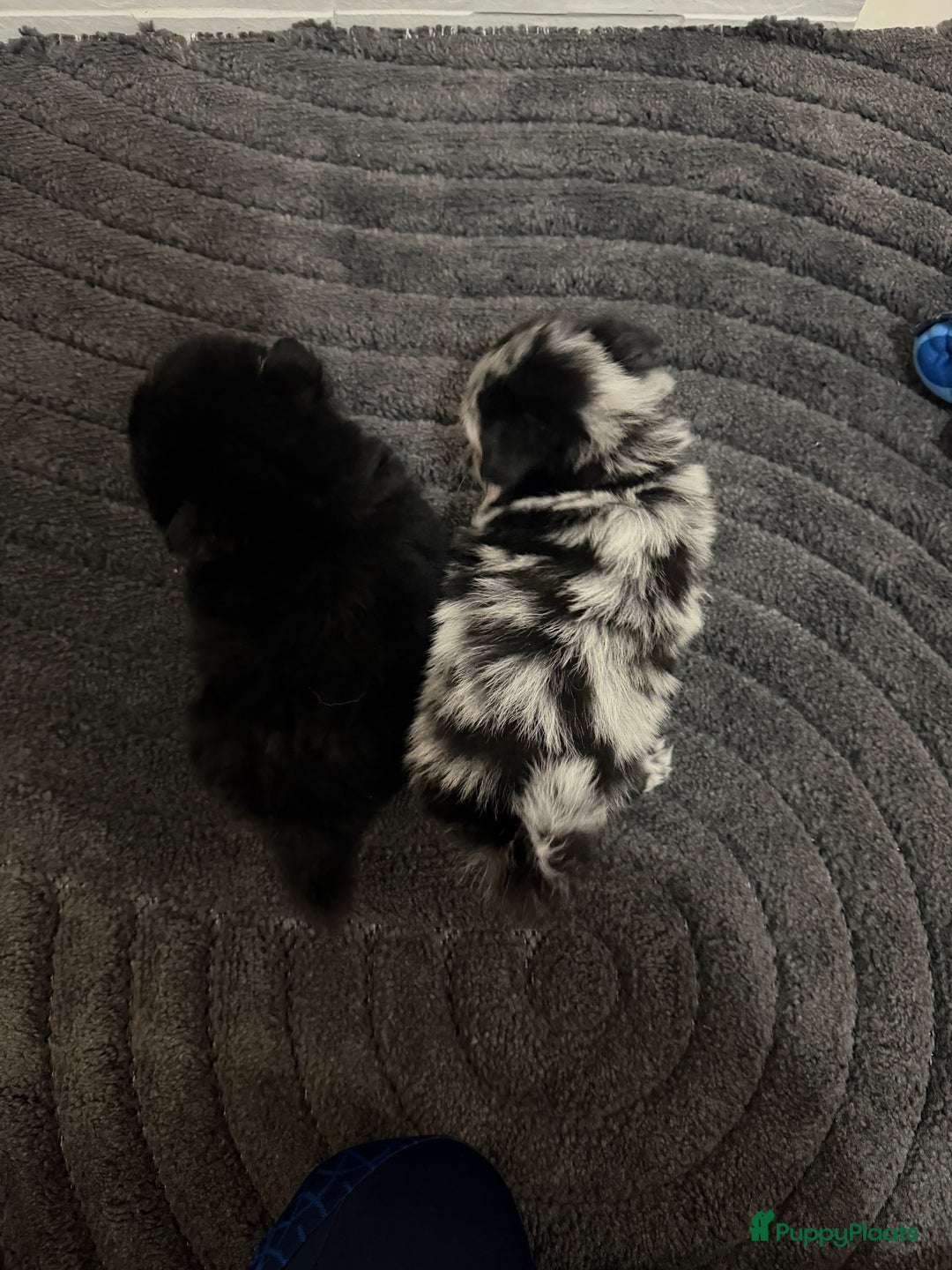 Pomeriaan honden te koop: mini pomeriaan - Advertentie 9