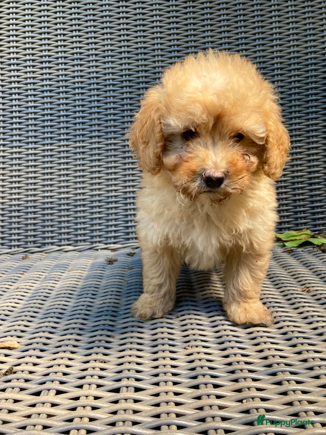 Kruising honden te koop: Maltipoo X Labradoodle in Mariahout - Advertentie 10