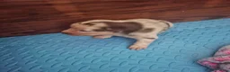 Australian Shepherd honden te koop: Mooie australian shepherd pups - Advertentie 21