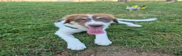 Kruising honden ter adoptie: Charlie - Advertentie 3