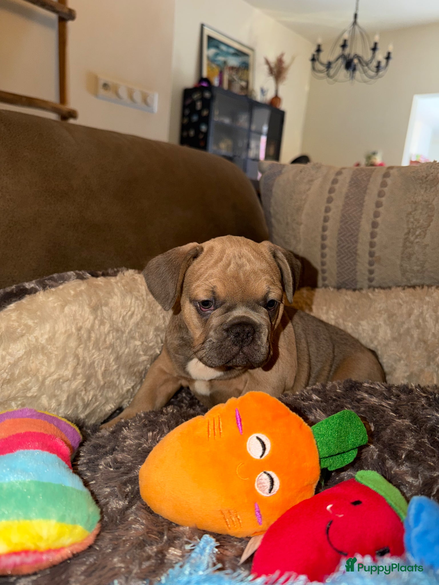 Franse Bulldog honden Franse Bulldog puppy’s 🩵🩷 - Advertentie 2